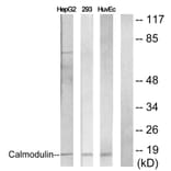 Western Blot - Anti-Calmodulin Antibody (B0829) - Antibodies.com