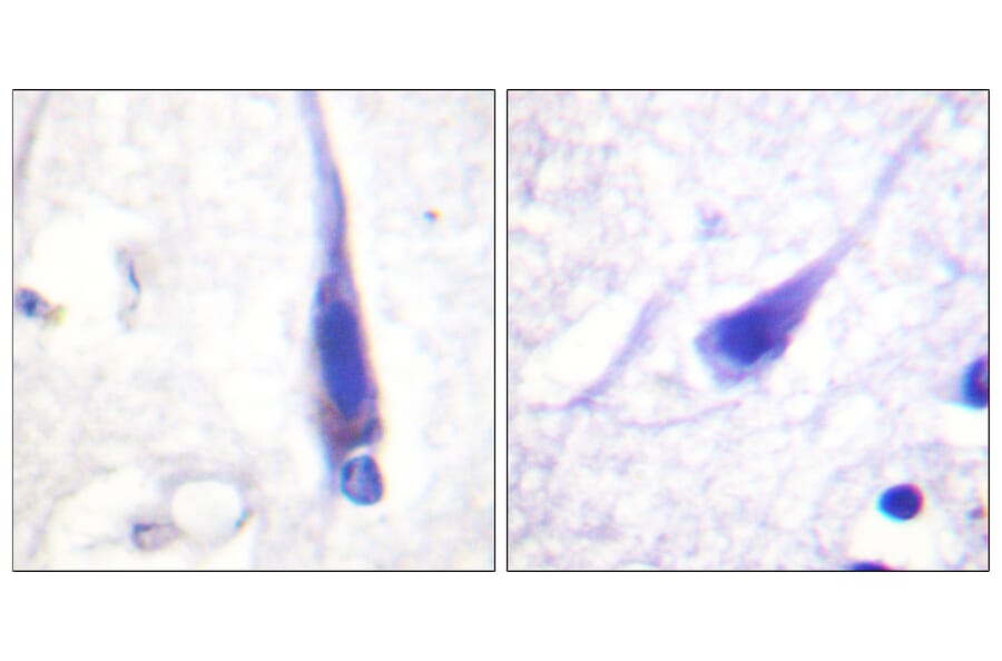 Immunohistochemistry - Anti-Calmodulin Antibody (B0829) - Antibodies.com