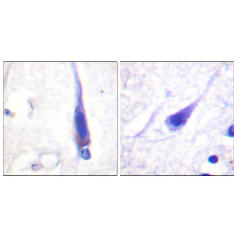 Immunohistochemistry - Anti-Calmodulin Antibody (B0829) - Antibodies.com