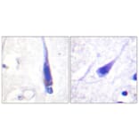 Immunohistochemistry - Anti-Calmodulin Antibody (B0829) - Antibodies.com