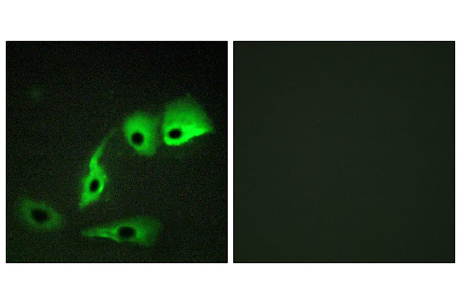 Immunofluorescence - Anti-Calmodulin Antibody (B0829) - Antibodies.com