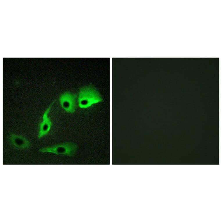 Immunofluorescence - Anti-Calmodulin Antibody (B0829) - Antibodies.com