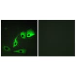Immunofluorescence - Anti-Calmodulin Antibody (B0829) - Antibodies.com