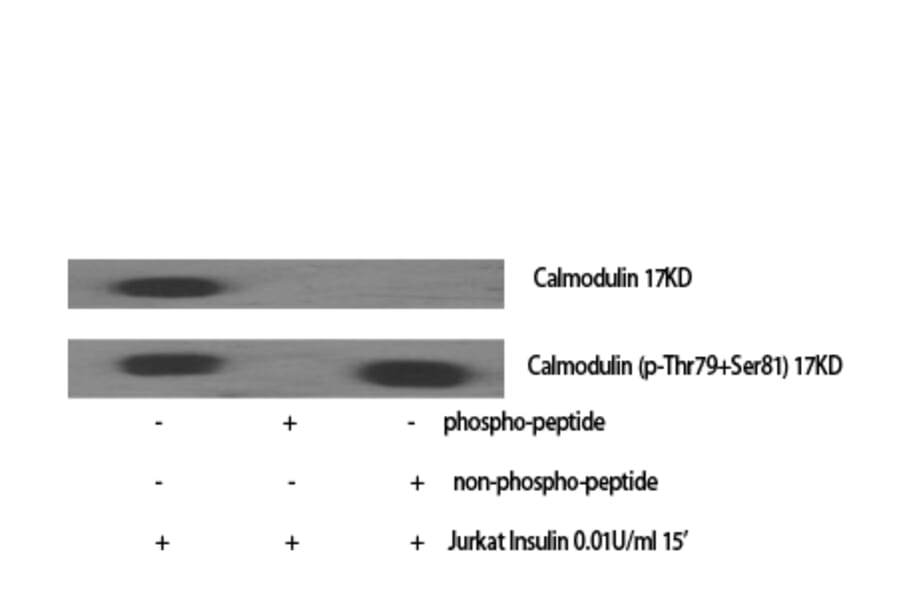 Western Blot - Anti-Calmodulin Antibody (B0829) - Antibodies.com