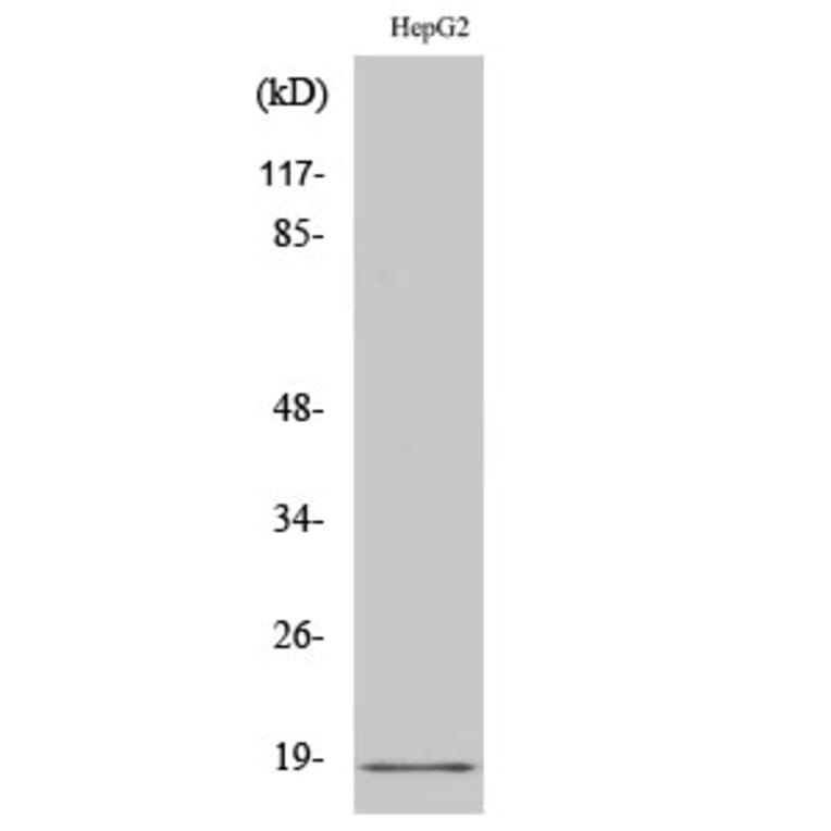 Western Blot - Anti-Calmodulin Antibody (B0829) - Antibodies.com
