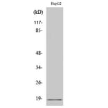 Western Blot - Anti-Calmodulin Antibody (B0829) - Antibodies.com