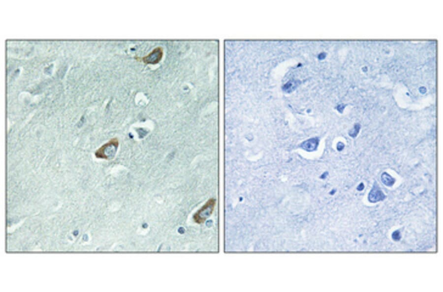 Immunohistochemistry - Anti-Calmodulin Antibody (B0829) - Antibodies.com