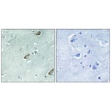 Immunohistochemistry - Anti-Calmodulin Antibody (B0829) - Antibodies.com