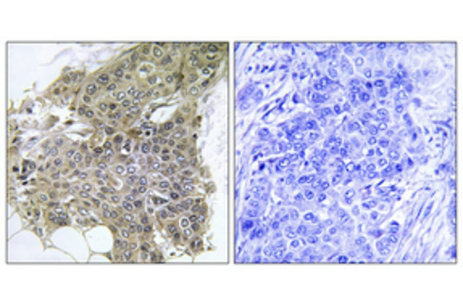 Immunohistochemistry - Anti-Calmodulin Antibody (B0829) - Antibodies.com