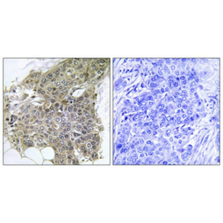 Immunohistochemistry - Anti-Calmodulin Antibody (B0829) - Antibodies.com