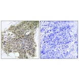 Immunohistochemistry - Anti-Calmodulin Antibody (B0829) - Antibodies.com