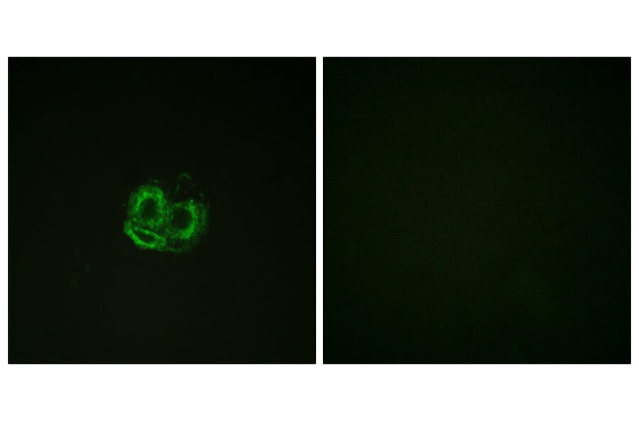 Immunofluorescence - Anti-Actin-pan Antibody (B0762) - Antibodies.com
