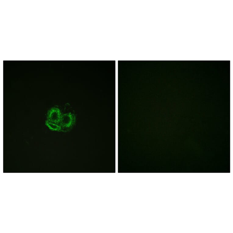 Immunofluorescence - Anti-Actin-pan Antibody (B0762) - Antibodies.com