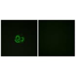 Immunofluorescence - Anti-Actin-pan Antibody (B0762) - Antibodies.com