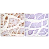 Immunohistochemistry - Anti-Actin-pan Antibody (B0762) - Antibodies.com