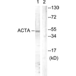 Western Blot - Anti-Actin-pan Antibody (B0762) - Antibodies.com