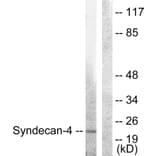 Western Blot - Anti-Syndecan4 Antibody (B1010) - Antibodies.com