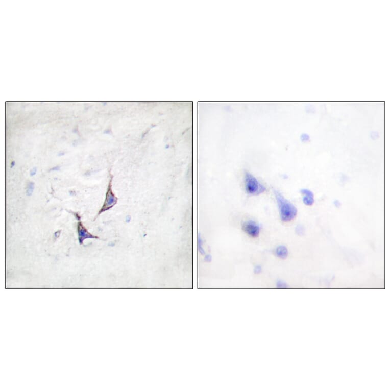 Immunohistochemistry - Anti-Syndecan4 Antibody (B1010) - Antibodies.com