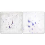 Immunohistochemistry - Anti-Syndecan4 Antibody (B1010) - Antibodies.com