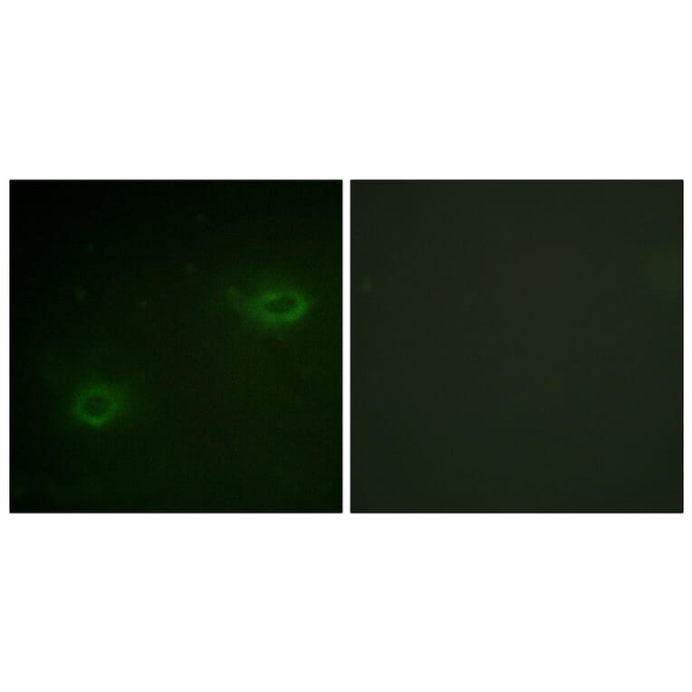 Immunofluorescence - Anti-Syndecan4 Antibody (B1010) - Antibodies.com