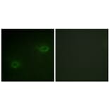 Immunofluorescence - Anti-Syndecan4 Antibody (B1010) - Antibodies.com