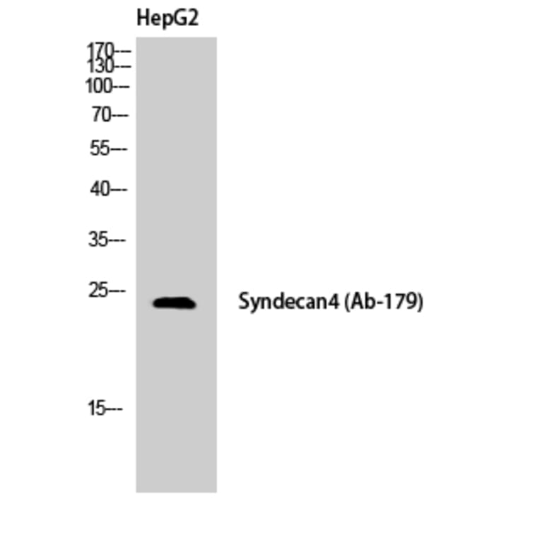 Western Blot - Anti-Syndecan4 Antibody (B1010) - Antibodies.com