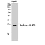 Western Blot - Anti-Syndecan4 Antibody (B1010) - Antibodies.com