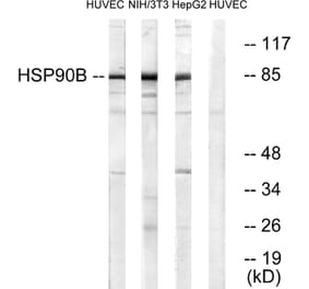 Western Blot - Anti-HSP90B Antibody (B0013) - Antibodies.com