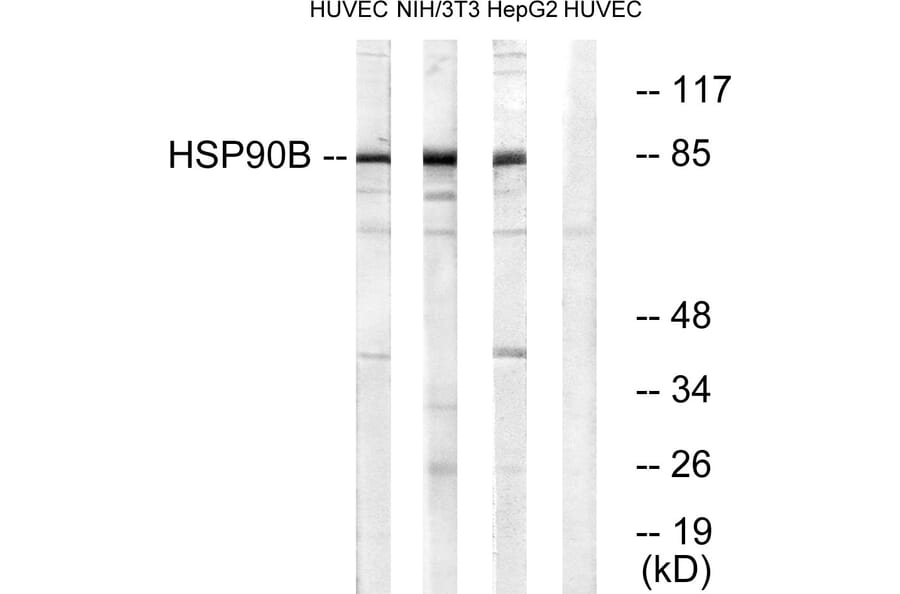 Western Blot - Anti-HSP90B Antibody (B0013) - Antibodies.com