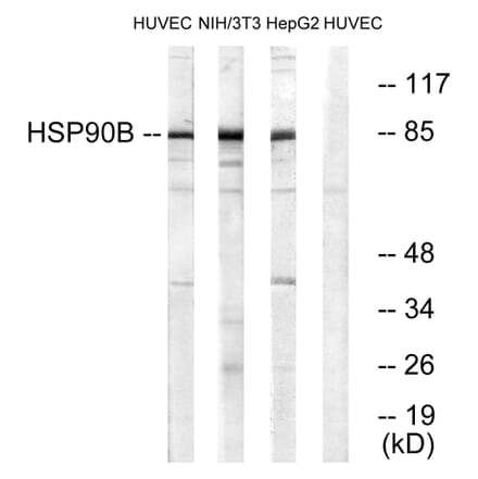 Western Blot - Anti-HSP90B Antibody (B0013) - Antibodies.com