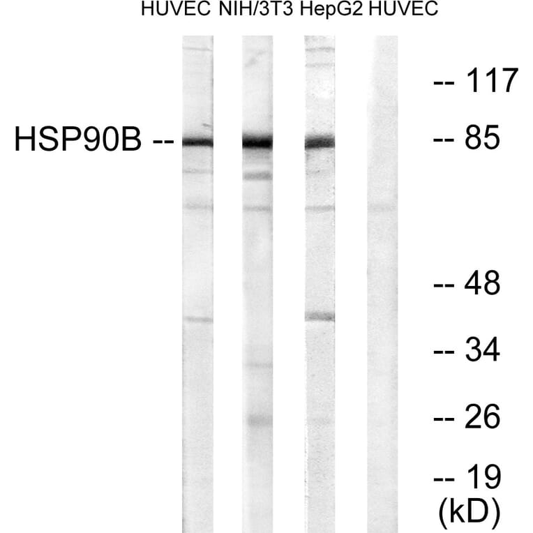Western Blot - Anti-HSP90B Antibody (B0013) - Antibodies.com