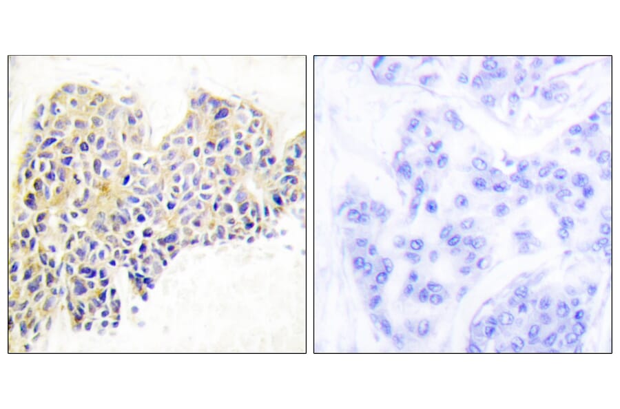 Immunohistochemistry - Anti-HSP90B Antibody (B0013) - Antibodies.com