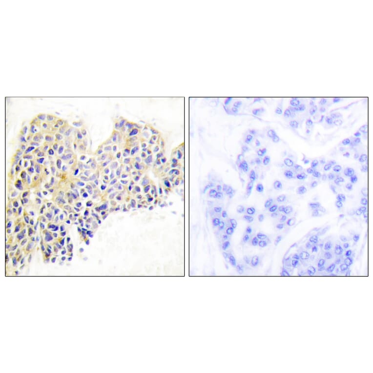 Immunohistochemistry - Anti-HSP90B Antibody (B0013) - Antibodies.com