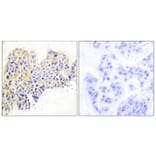 Immunohistochemistry - Anti-HSP90B Antibody (B0013) - Antibodies.com