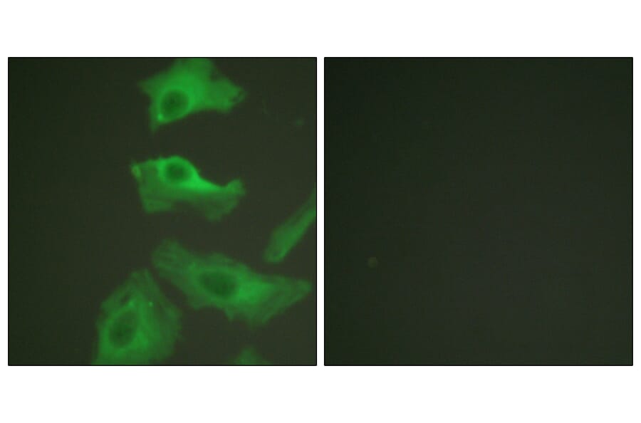 Immunofluorescence - Anti-HSP90B Antibody (B0013) - Antibodies.com