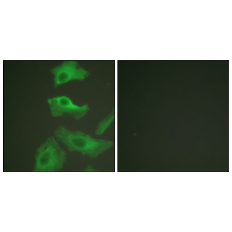 Immunofluorescence - Anti-HSP90B Antibody (B0013) - Antibodies.com
