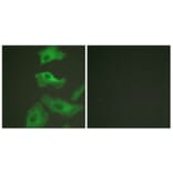 Immunofluorescence - Anti-HSP90B Antibody (B0013) - Antibodies.com