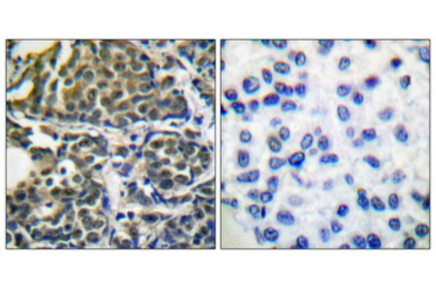 Immunohistochemistry - Anti-HSP90B Antibody (B0013) - Antibodies.com