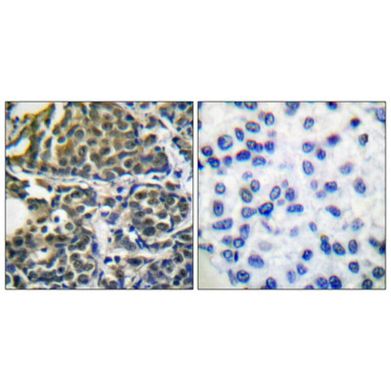 Immunohistochemistry - Anti-HSP90B Antibody (B0013) - Antibodies.com