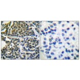 Immunohistochemistry - Anti-HSP90B Antibody (B0013) - Antibodies.com