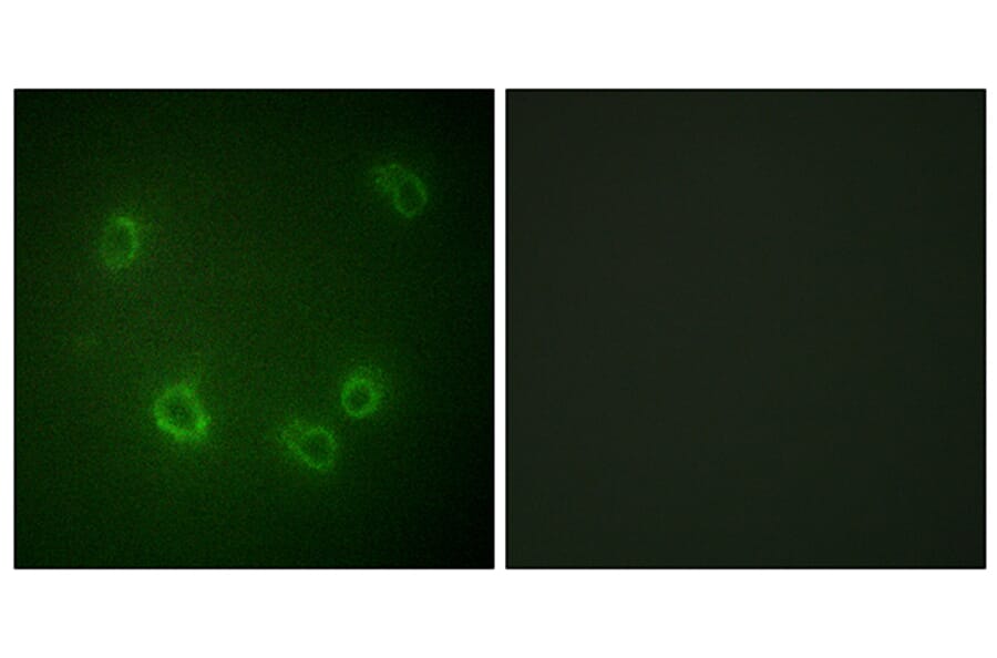 Immunofluorescence - Anti-Nonvoltage-gated Sodium Channel 1 (phospho Thr615) Antibody (A1107) - Antibodies.com
