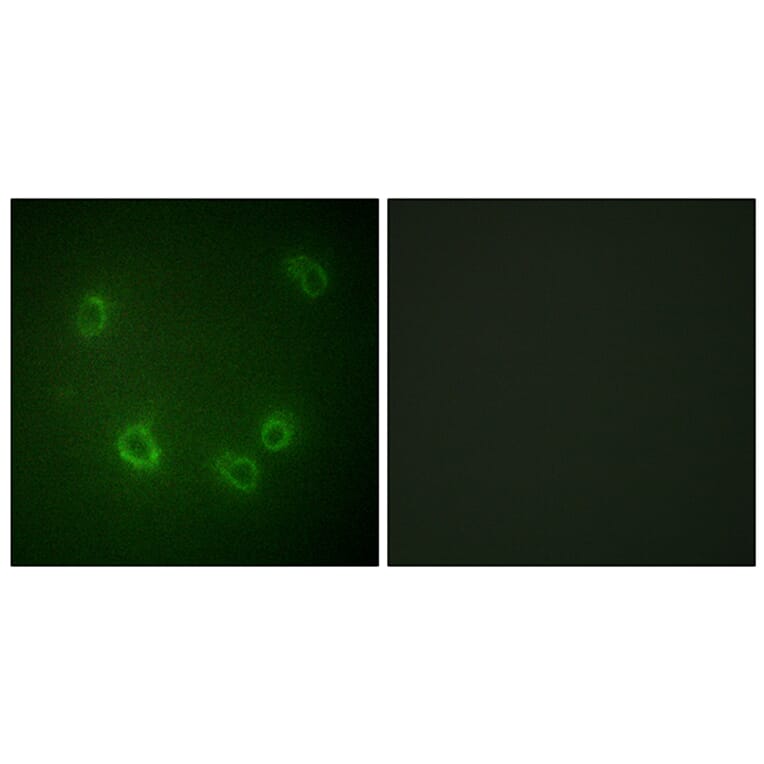 Immunofluorescence - Anti-Nonvoltage-gated Sodium Channel 1 (phospho Thr615) Antibody (A1107) - Antibodies.com