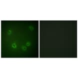 Immunofluorescence - Anti-Nonvoltage-gated Sodium Channel 1 (phospho Thr615) Antibody (A1107) - Antibodies.com