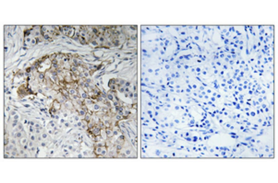 Immunohistochemistry - Anti-Nonvoltage-gated Sodium Channel 1 (phospho Thr615) Antibody (A1107) - Antibodies.com