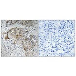 Immunohistochemistry - Anti-Nonvoltage-gated Sodium Channel 1 (phospho Thr615) Antibody (A1107) - Antibodies.com