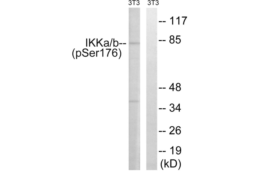 Western Blot - Anti-IKK alpha (phospho Ser176) + IKK beta (phospho Ser177) Antibody (A0441) - Antibodies.com