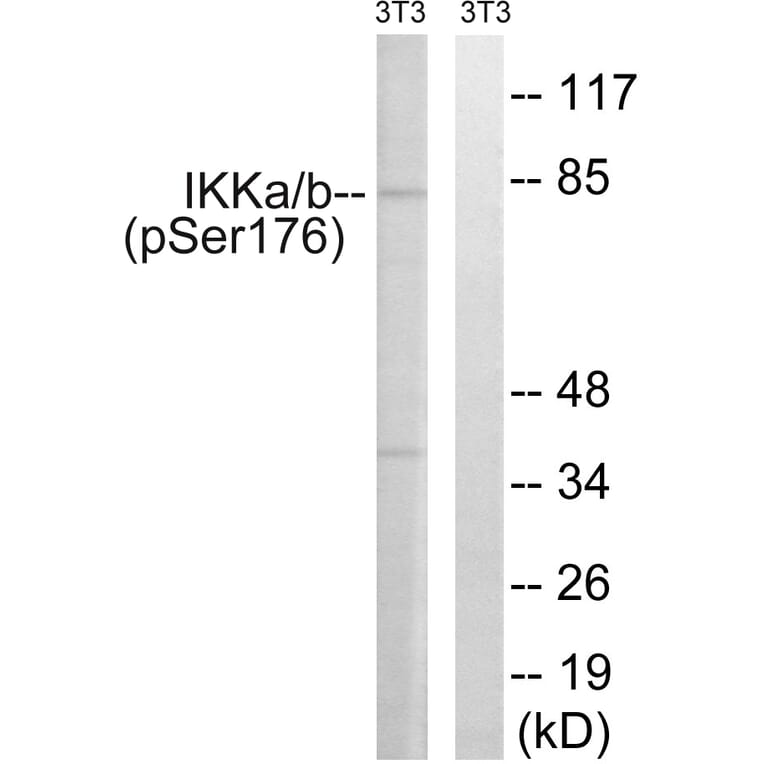 Western Blot - Anti-IKK alpha (phospho Ser176) + IKK beta (phospho Ser177) Antibody (A0441) - Antibodies.com