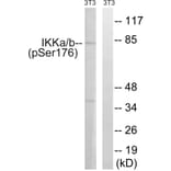 Western Blot - Anti-IKK alpha (phospho Ser176) + IKK beta (phospho Ser177) Antibody (A0441) - Antibodies.com