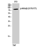 Western Blot - Anti-IKK alpha (phospho Ser176) + IKK beta (phospho Ser177) Antibody (A0441) - Antibodies.com