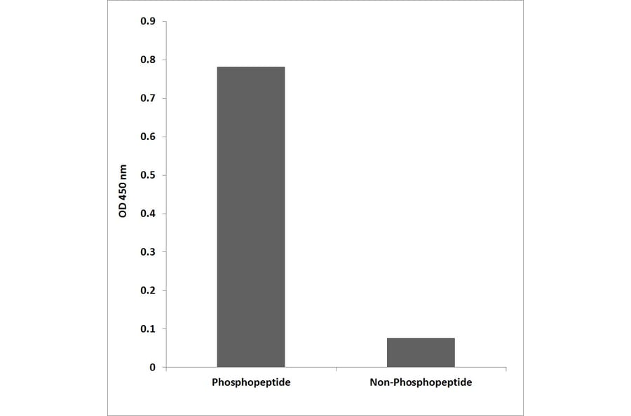 ELISA - Anti-IKK alpha (phospho Ser176) + IKK beta (phospho Ser177) Antibody (P12-1120) - Antibodies.com